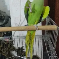 طوطی ملنگو فول دستی سخنگو|پرنده|برخوار, |دیوار