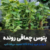 پتوس چماقی فوقالعاده باکفیت بهترینها در گلوریا