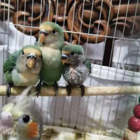 راهب گرینچیک کوتوله برزیلی عروس هلندی|حراج|رشت, لاکان|دیوار