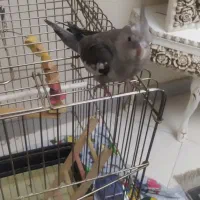 عروس هلندی سه ماهه دونه خور سالم وبازیگوش