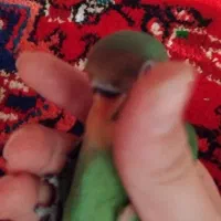 گمشده|حیوانات|تبریز, |دیوار