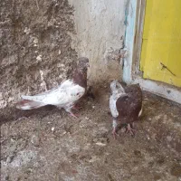 کبوتر سرسرخ کلایی