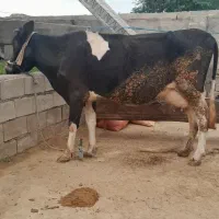 گاو خارجی با گوشالشه نر خارجی