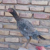 جوجه مرغ لاری