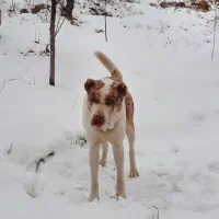 سگ گله ای|سگ|اسفراین, |دیوار