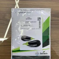 بذر بادمجان دنیس آرلن شانتال 1574 لامپی