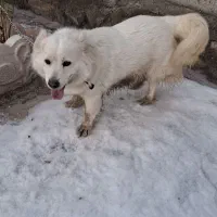 سگ پاکوتاه|سگ|تبریز, |دیوار