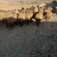 میش ابستن|حیوانات مزرعه|صحنه, |دیوار