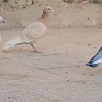 زرد پلاکی ماده|پرنده|فولادشهر, زاینده رود|دیوار