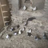 کبوتر پرشی زد و خردی|پرنده|زبرخان, |دیوار