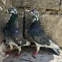 پلاکی مسابقه