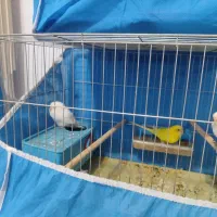 پرند مرغ مینا ومرغ عشق|پرنده|فولادشهر, مسکن مهر فولادشهر|دیوار