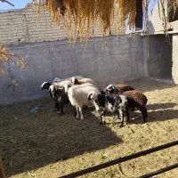 بره نر شال|حیوانات مزرعه|کویرات, |دیوار