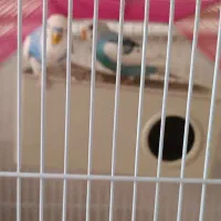 مرغ عشق|پرنده|سنندج, |دیوار