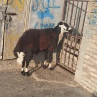 قوچ|حیوانات مزرعه|سیمین شهر, |دیوار