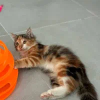 واگذاری بچه گربه ماده|گربه|چالوس, |دیوار