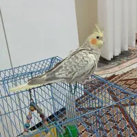 عروس هلندی مرواریدی