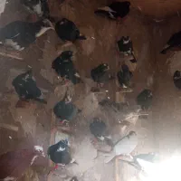 باسلام چهل عددکبوتر یکی ۵۰۰ تومان