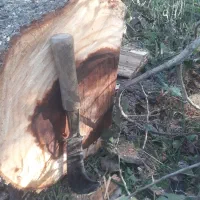 چوب توسکا و اوجا و افرا...|خدمات باغبانی و درختکاری|سنگر, |دیوار