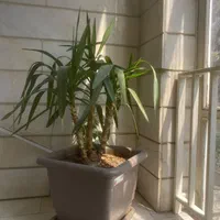 گل طبیعی|گل و گیاه طبیعی|تهران, تهرانپارس غربی|دیوار