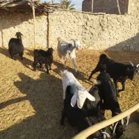 بز داشتی|حیوانات مزرعه|فراشبند, |دیوار