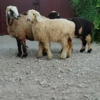 فروش میش بره کهره بز شیشک بختیاری