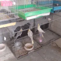 انواع‌طوطی‌ها‌به‌قیمت‌مناسب