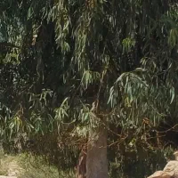 فروش چند عدد درخت اوکلاتوس