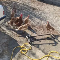 بوقلمون و مرغ خروس