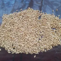 گندم|عمده‌فروشی|بجنورد, |دیوار