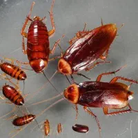 سمپاشی ساختمان|خدمات نظافت|زنجان, |دیوار