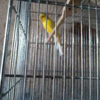 قناری|پرنده|باقرشهر, |دیوار