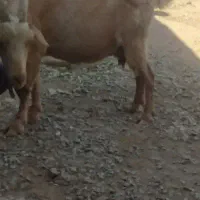 بزه