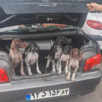 فروش سگ فول شکار اصیل با توله هاش