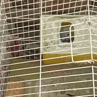 مرغ عشق جوان|پرنده|کوهدشت, |دیوار