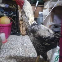 خروس لاری جوان درشت قلدر|حیوانات مزرعه|ایزدشهر, |دیوار