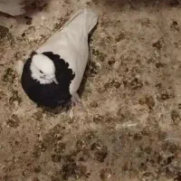 کبوتر طوقی|پرنده|شیراز, جانبازان|دیوار