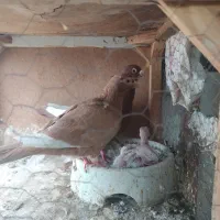 قره زرد وسرخ کرمونی