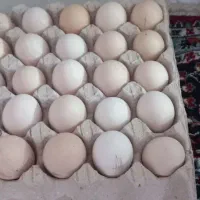 فروش تخم مرغ نطفه دار غاز محلی و قو غاز