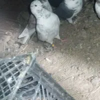 کفتر فروشی ارزون