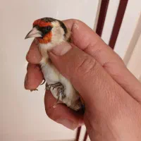 سهره طلایی|پرنده|ابهر, |دیوار