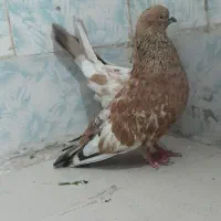 جفت تاپ پرتغالی