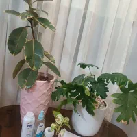 ۵۰درصد تخفیف اپیلاسیون ب مدت افتتاحیه