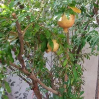 تاج خاتون باغچه خانه اجاره