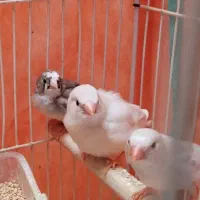 فنچ بالغ