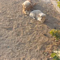 سگ پاپی|سگ|نجفآباد, قلعه سفید|دیوار