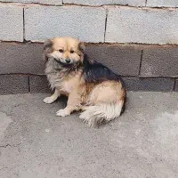 سگ پا کوتاه