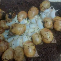 حلزون چهار الی سه سانتی