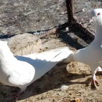 یک جفت کبوتر نروماده|پرنده|ابهر, |دیوار