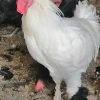 فروش غار و مرغ محلی|حیوانات مزرعه|داراب, |دیوار